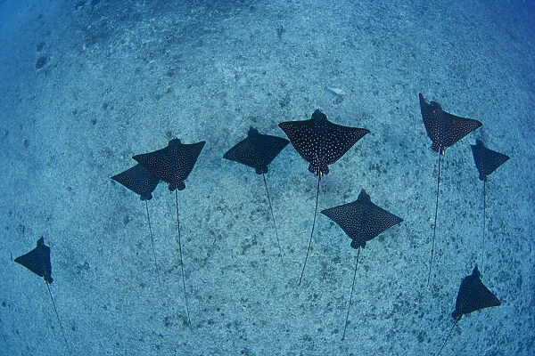 Hawaii, Oahu, Spotted Eagle Rays (Aetobatus Narinari), View From Above