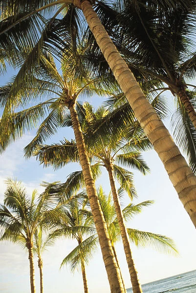 Hawaii, Oahu, Waikiki, Many Palm Trees Against Blue Sky From Below
