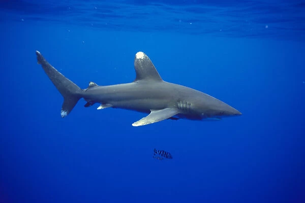 Hawaii, Oceanic Whitetip Shark (Carcharhinus Longimanus) Side View C2044