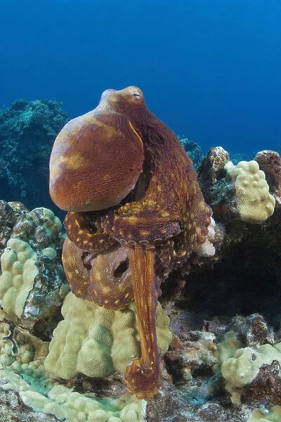 Hawaii, Octopus Cyanea Diguising Itself As A Part Of The Coral Reef