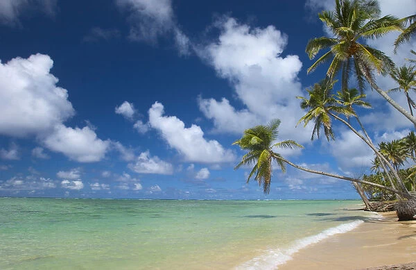 Hawaii, Palm Tree Leaning Over Beach, Polarized Sky, Turquoise Ocean