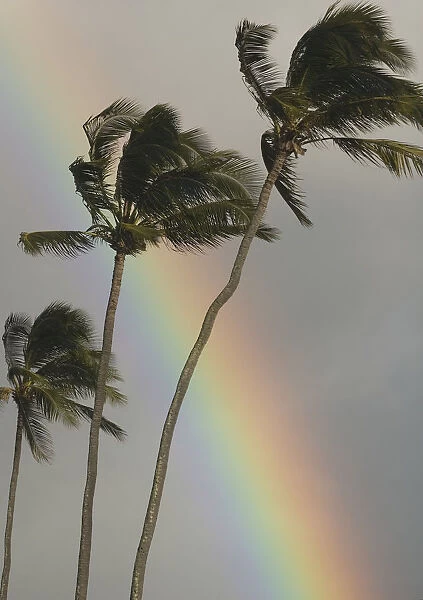 Hawaii, Three Palm Trees Bend In The Wind With A Large Vibrant Rainbow Behind Them