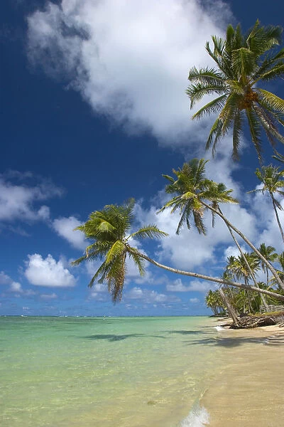 Hawaii, Palm Trees Lean Over Beach, Calm Turquoise Ocean, Dramatic Sky