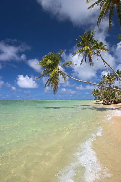 Hawaii, Palm Trees Leaning Over Beach, Dramatic Sky, Warm Turquoise Ocean