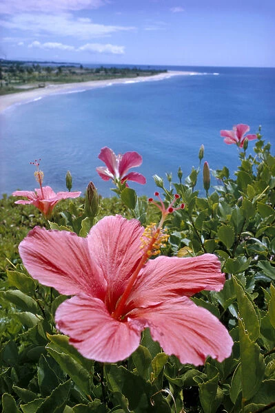 Hawaii, Pink Hibiscus Overlooking Beach B1589
