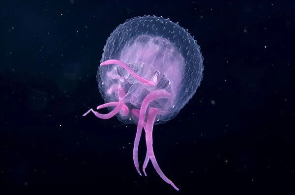 Hawaii, Pink Jellyfish Close-Up In Black Ocean Background