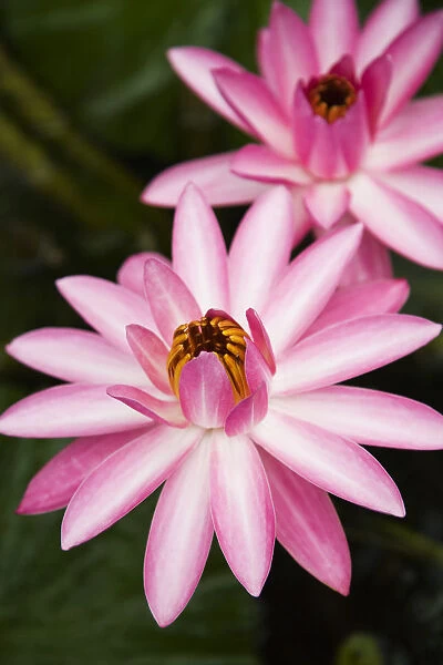 Hawaii, Pink Lotus Blossum