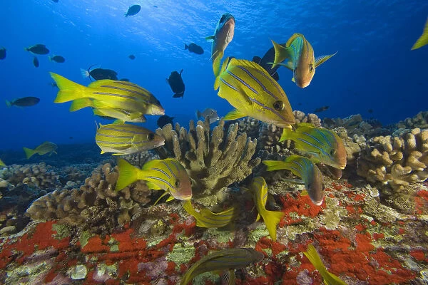 Hawaii, School Of Bluestripe Snappers (Lutjanus Kasmira) Among Coral Reef