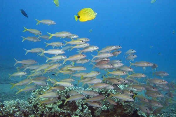 Hawaii, A School Of Yellowfin Goatfish (Mulloidichthys Vanicolensis)