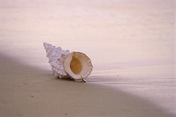 Hawaii, Detail Of Seashell Lying On Shoreline Beach At Dawn, Wet Sand