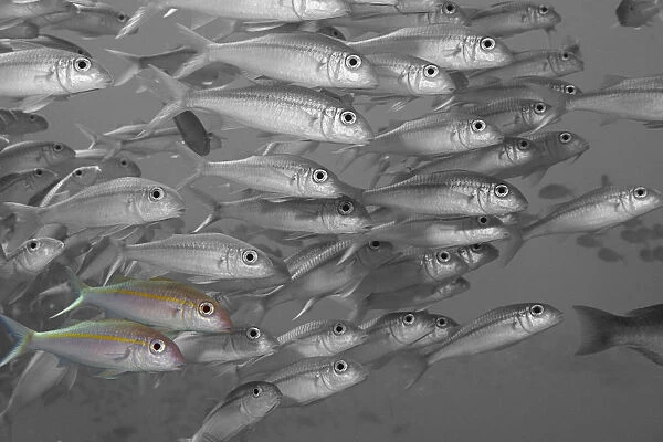 Hawaii, Selective Black And White On A School Of Yellowfin Goatfish (Mulloidichthys Vanicolensis)