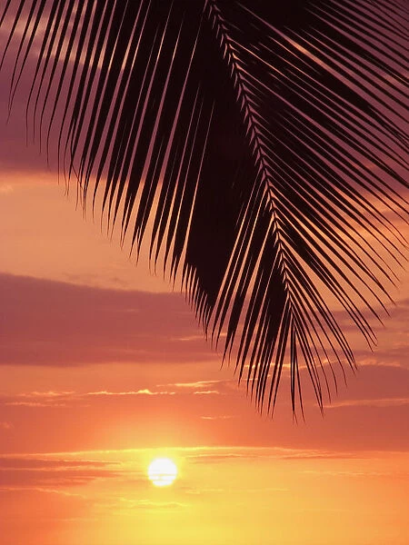 Hawaii, Silhouette Of Palm Frond Against Orange Sunset