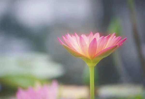 Hawaii, Soft Focus Close-Up Side View Of Pink Water Lily Outdoor On Plant, Blurry Background