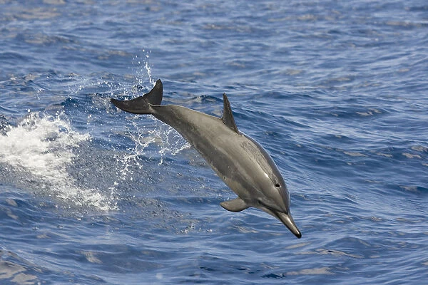 Hawaii, Spinner Dolphin (Stenella Longirostris) Leaps Into The Air
