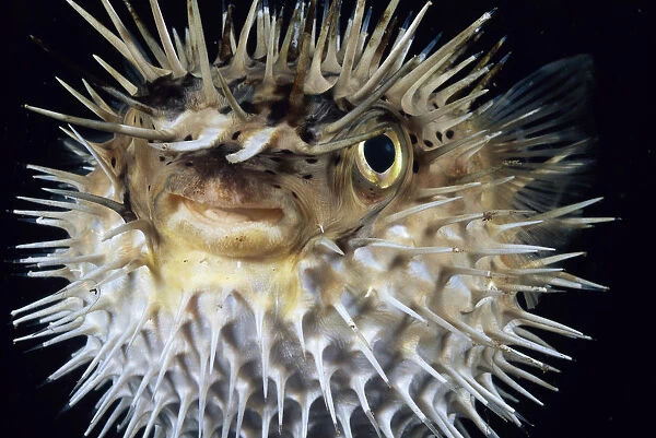 Hawaii, Spiny Puffer (Diodon Holocanthus) Close-Up With Mouth Open, Black Background
