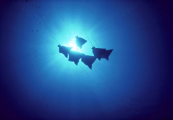 Hawaii, Spotted Eagle Leopard Rays, Silhouetted Near Surface (Aetobatus Narinari) A86G