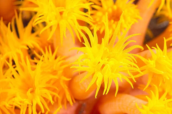 Hawaii, Yellow Soft Coral, Cup Coral, Close-Up Detail