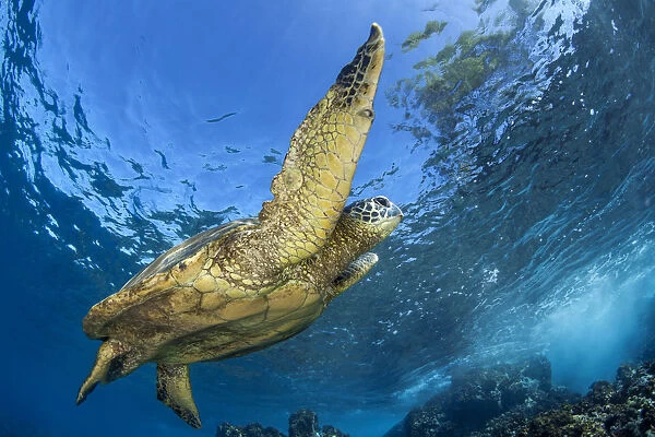 Hawaiian Green Sea Turtle, Maui, Hawaii, USA