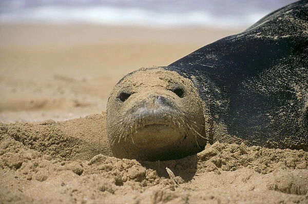 Hawaiian Monk Seal (Monachus Schauinslandi) On Beach With Sand On Face A96G