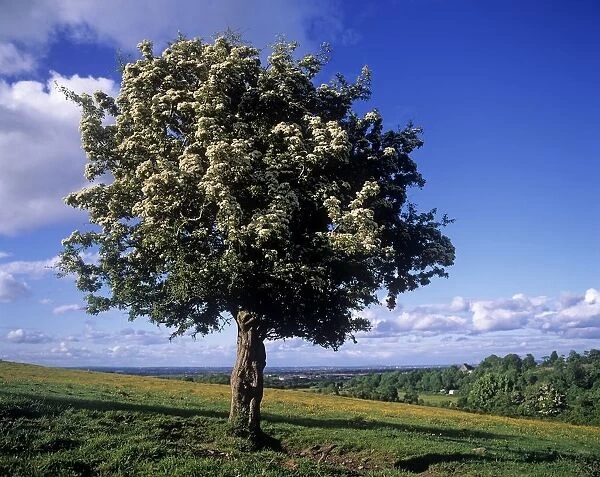 Hawthorn Tree On A Landscape, Ireland