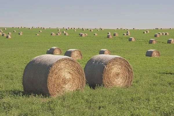 Hay Bales In A Green Alfalfa Field