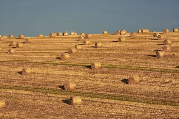 Hay Bales After Harvest, Mallow, County Cork, Ireland