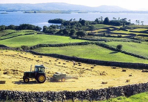 Hay Making, Lough Corrib, Co Galway, Ireland