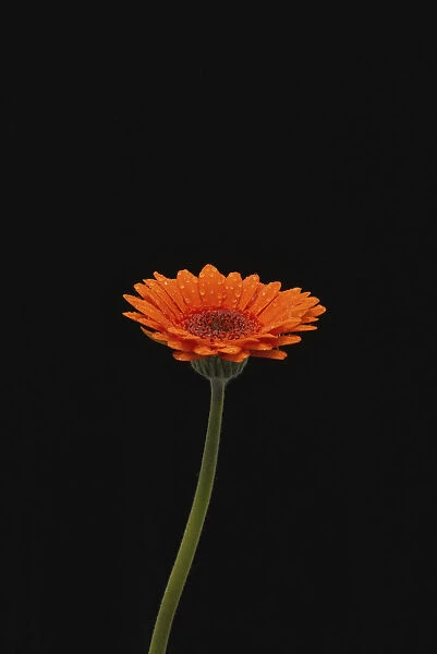 Head And Stem Of An Orange Gerbera, Sprinkled With Raindrops Against A Black Background; London, England