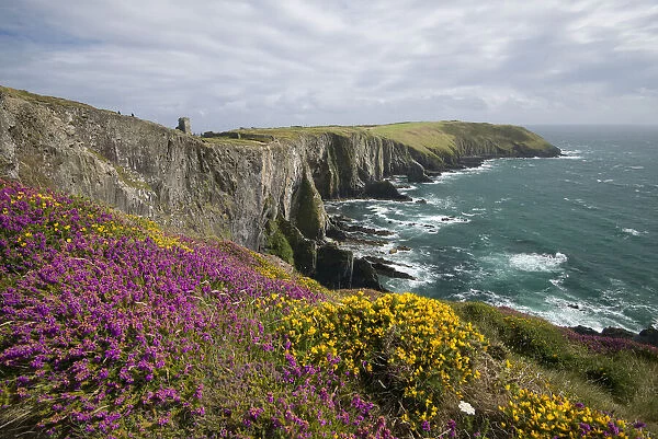 Heather blooms on the cliffs at Old Head of Kinsale, County Cork, Ireland