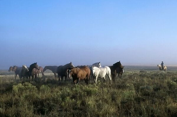 Herd Of Horses And Cowboy On Horseback
