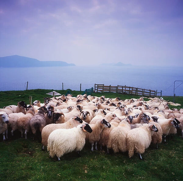 Herding Sheep, Inishtooskert, Blasket Islands, Co Kerry, Ireland