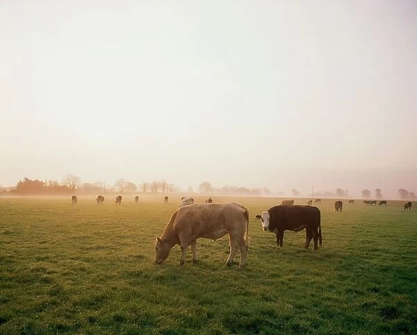 Hereford Cattle, Ireland