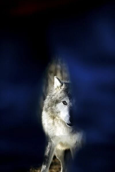 Hidden Image Of Wolf