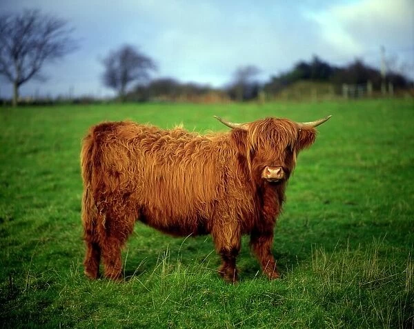Highland Cow, County Donegal, Ireland
