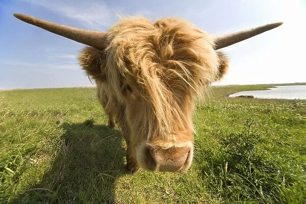 Highland Cow, North Yorkshire, England
