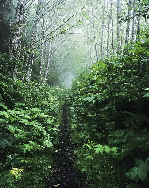 A Hiking Trail Passes Through The Forest; Florence, Oregon, United States Of America