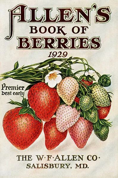 Historic Allens Book Of Berries With Illustration Of Strawberries From 20th Century