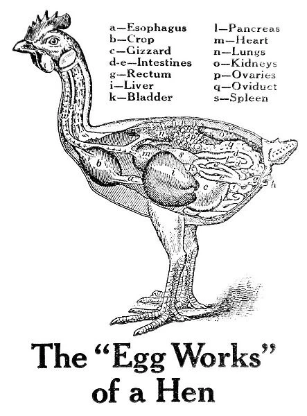 Historic Anatomical Illustration Of A Hens Organs From The Early 20th Century