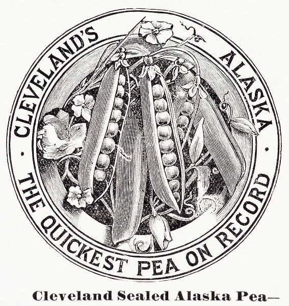 Historic Graphic Illustration Of Peas From 20th Century