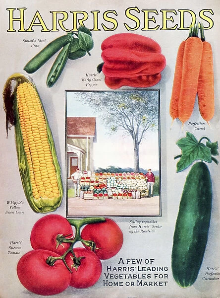Historic Harris Seeds Catalog With Illustration Of Vegetables From 20th Century