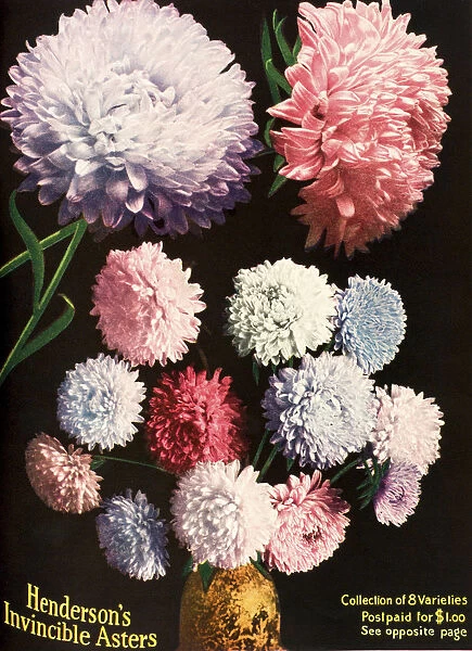 Historic Illustration Of Hendersons Aster Flowers From Seed Catalog From The 20th Century
