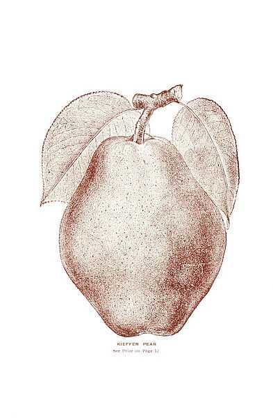 Historic Illustration Of Kieffer Pear From 20th Century