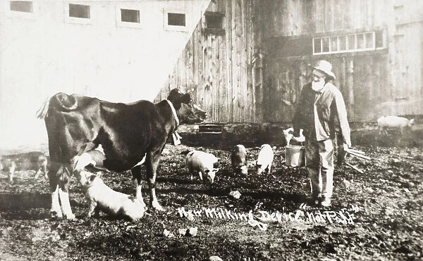 Historic Photograph Of Piglet Nursing From Cow From 19th Century