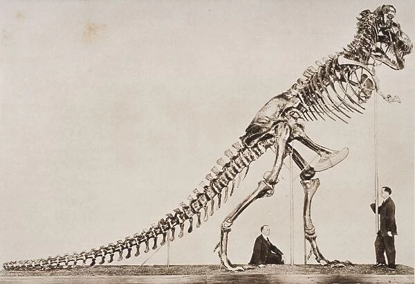 Historical Illustration Of Dinosaur Skeleton