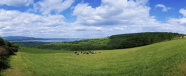 Holstein-Friesian, Dungarvan, Co Waterford