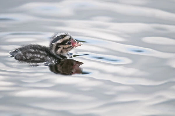 Horned Grebe (Podiceps Auritus) Chick Swims In Goldstream Valley Peat Pond Near Fairbanks, Alaska, Summer