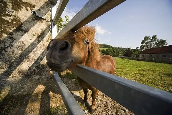 Horse Behind A Fence