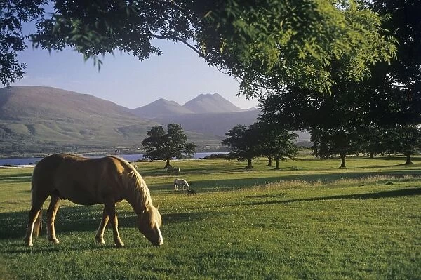 Horse Grazing On A Landscape, Killarney, County Kerry, Republic Of Ireland
