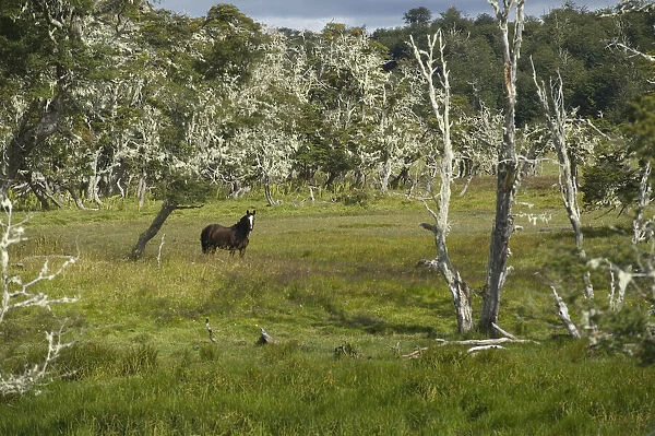 A horse in an old forest of Southern Beech trees, in Patagonia, Chile