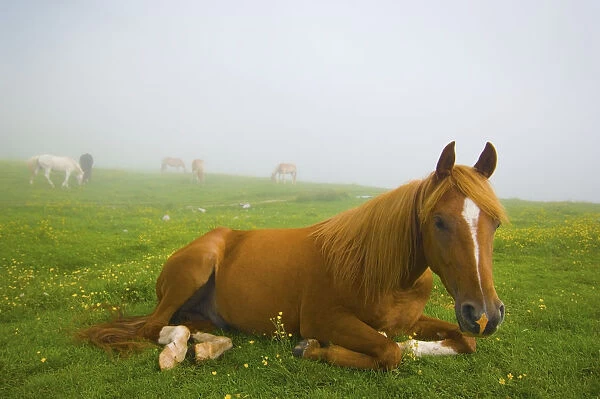 A Horse Sitting On The Grass In A Pasture; Veneto Italy